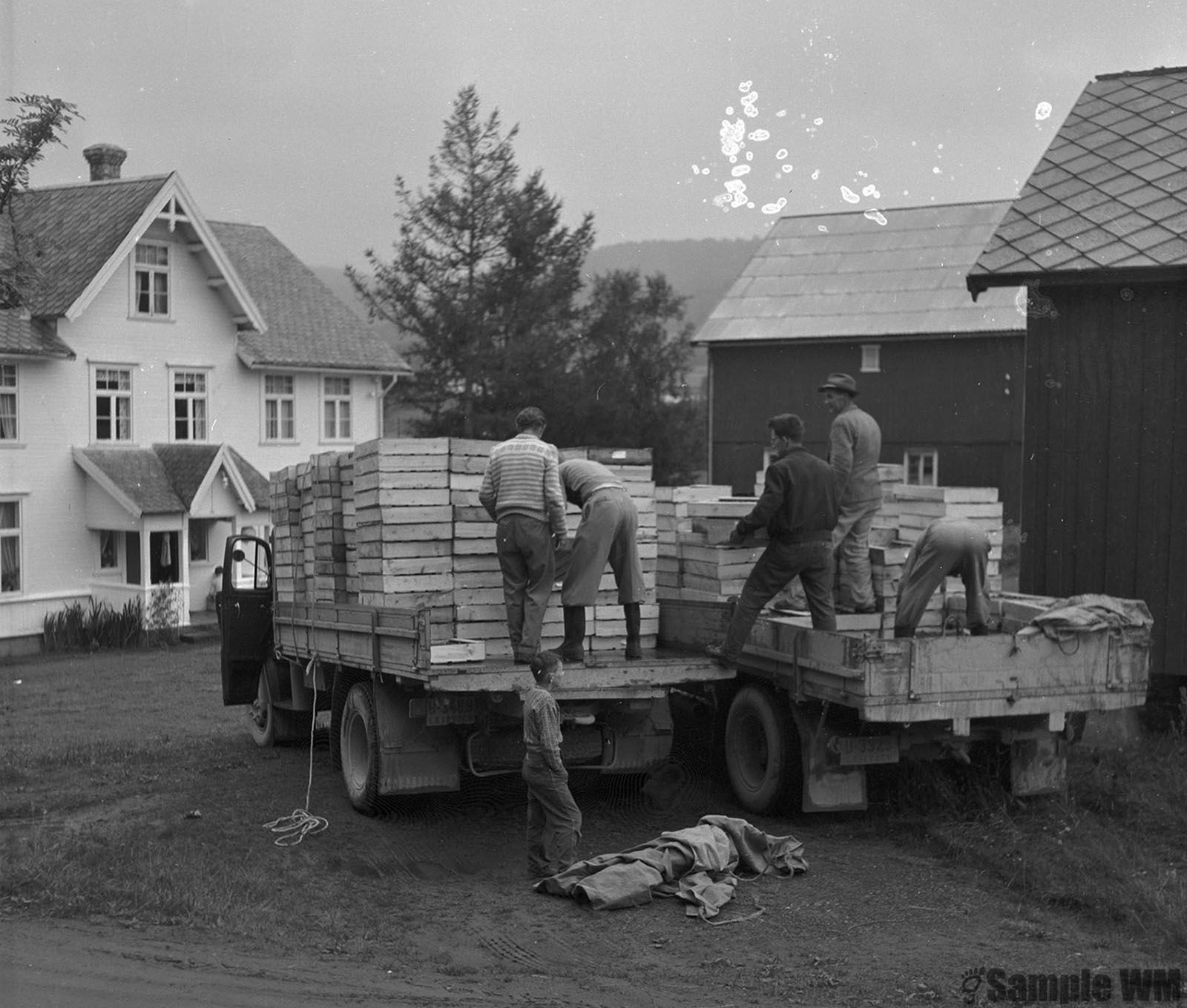 Hamna Gård. 
Lasting av jordbær. Odd Selbæk til høyre.
