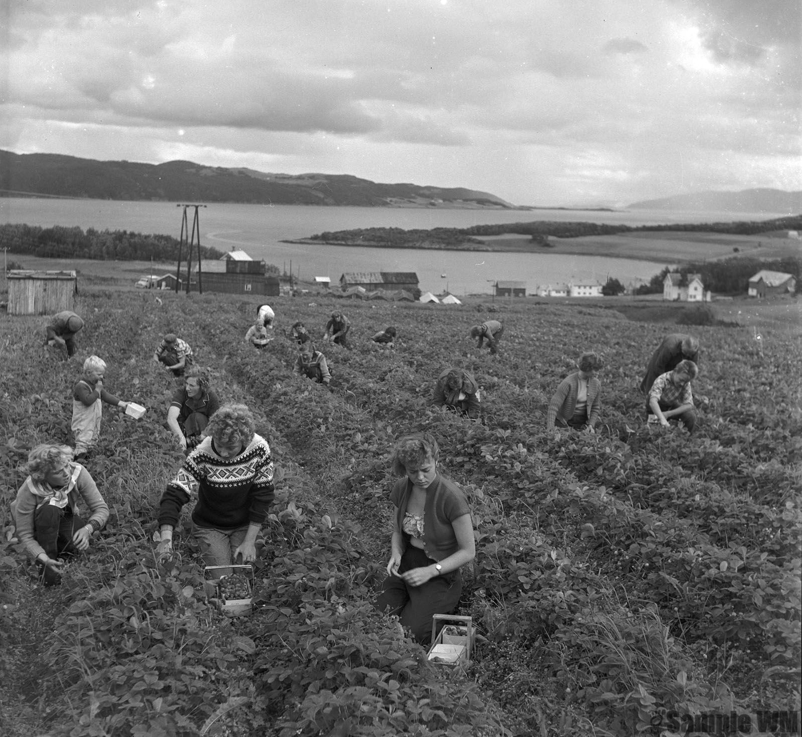 Jordbærplukking i Øverle
Nest øverst til høyre ser vi Oddbjørn og Bjørg Olsen.
