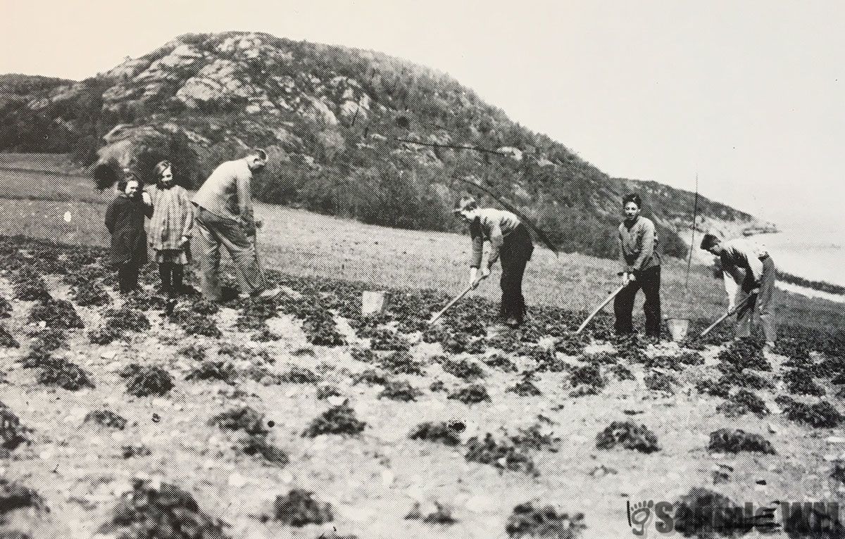 Arbeidsgjeng i jordbæråker på Tøndel
