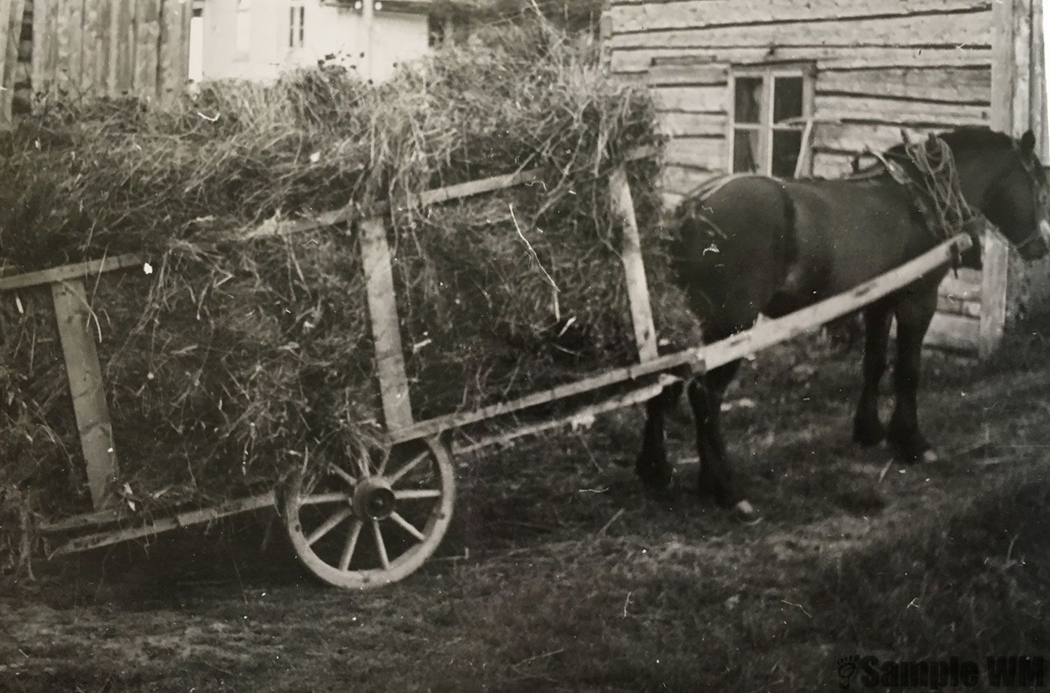 Johannes Meland sin hest Bolla med høylass i 1957
