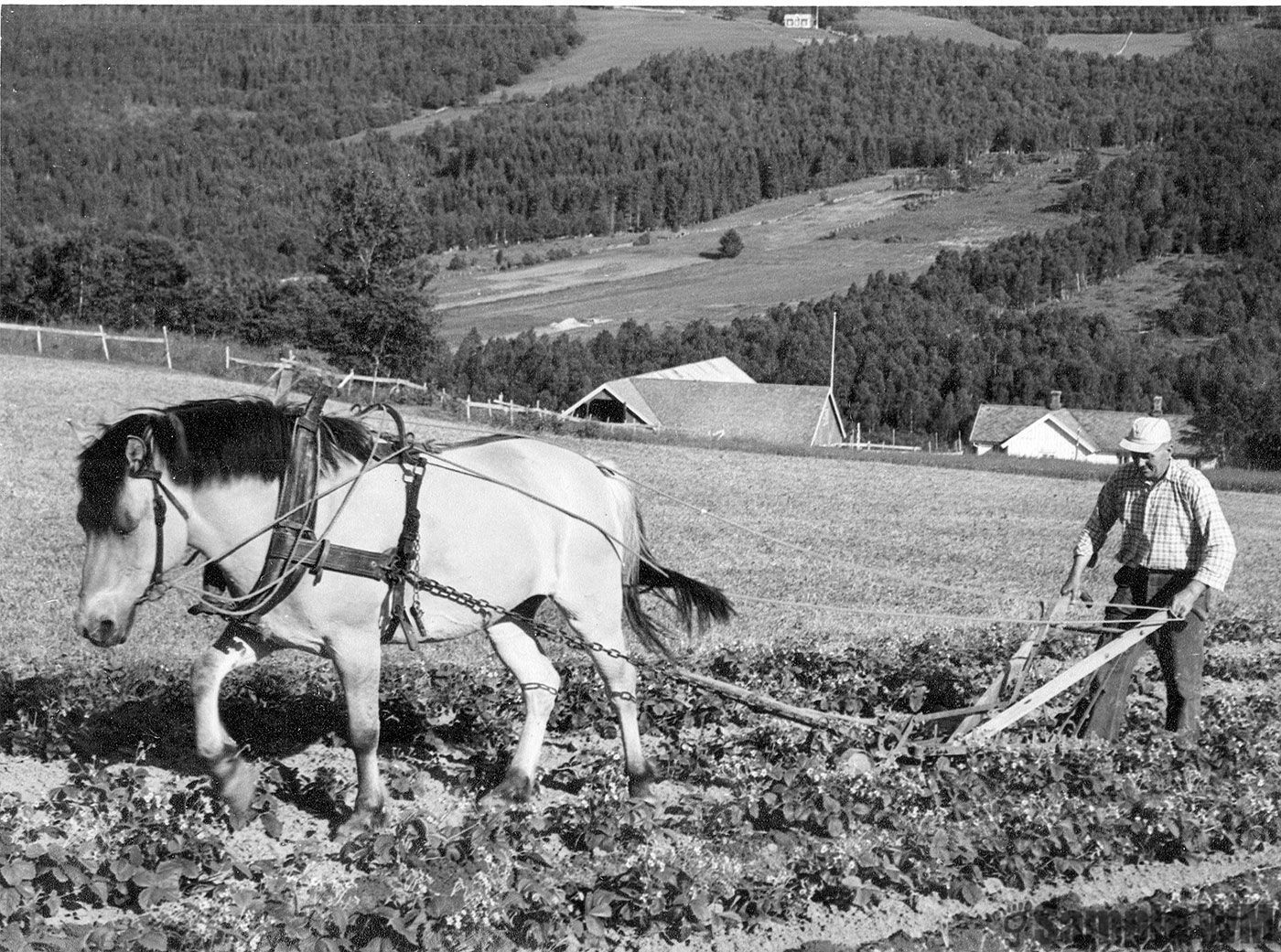 Johan Ofstad, radrensing av jordbær
Johan Ofstad driver med arding, en liten plog med to motstående skjær.
