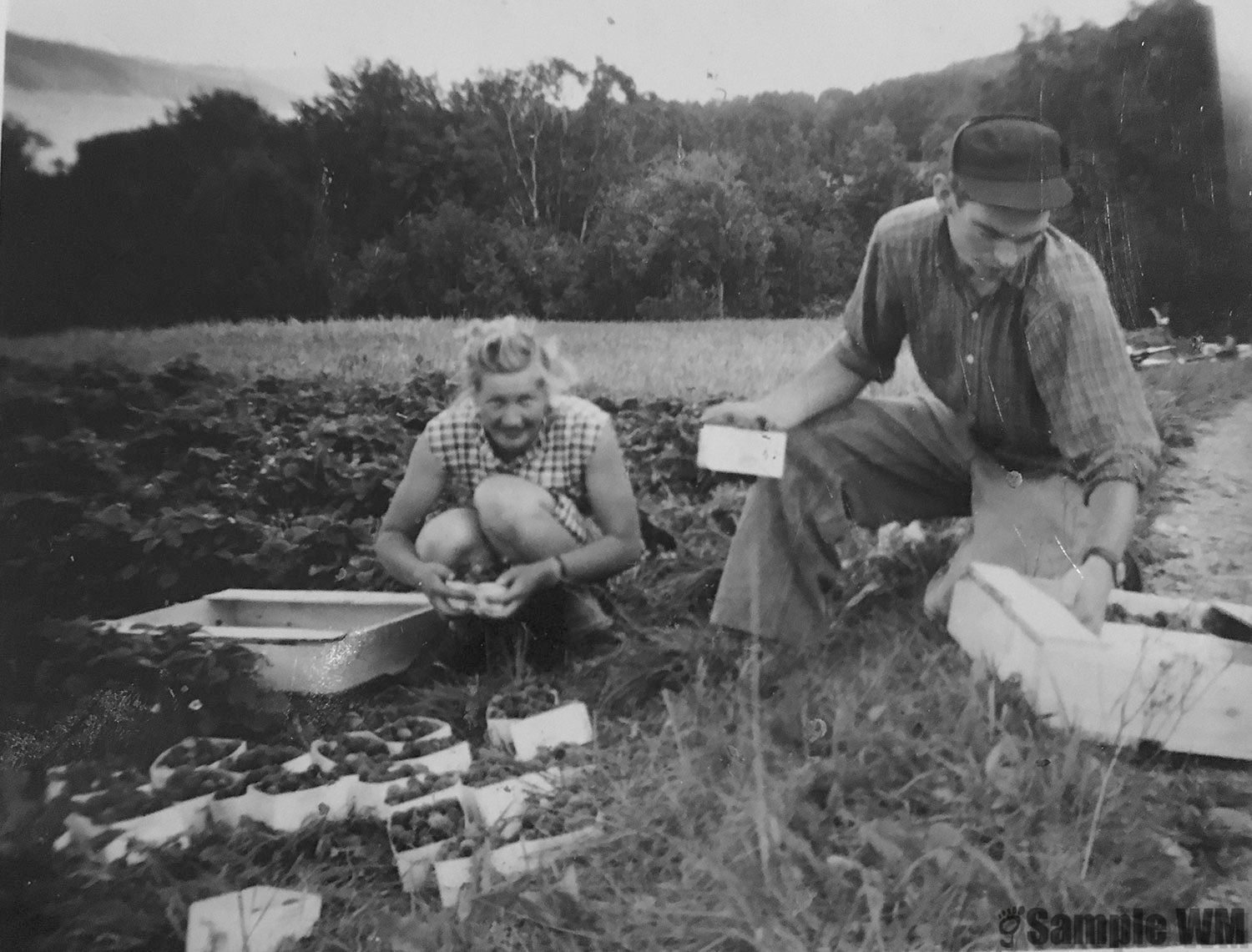 Elisabeth og Olaf Selnes i jordbæråkeren
